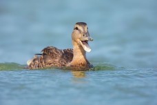 /userimg/RdBgL/american black duck me 1-Edit gilley.jpg